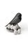 Набор магнитов Egg Sparrow, Черно-Белый