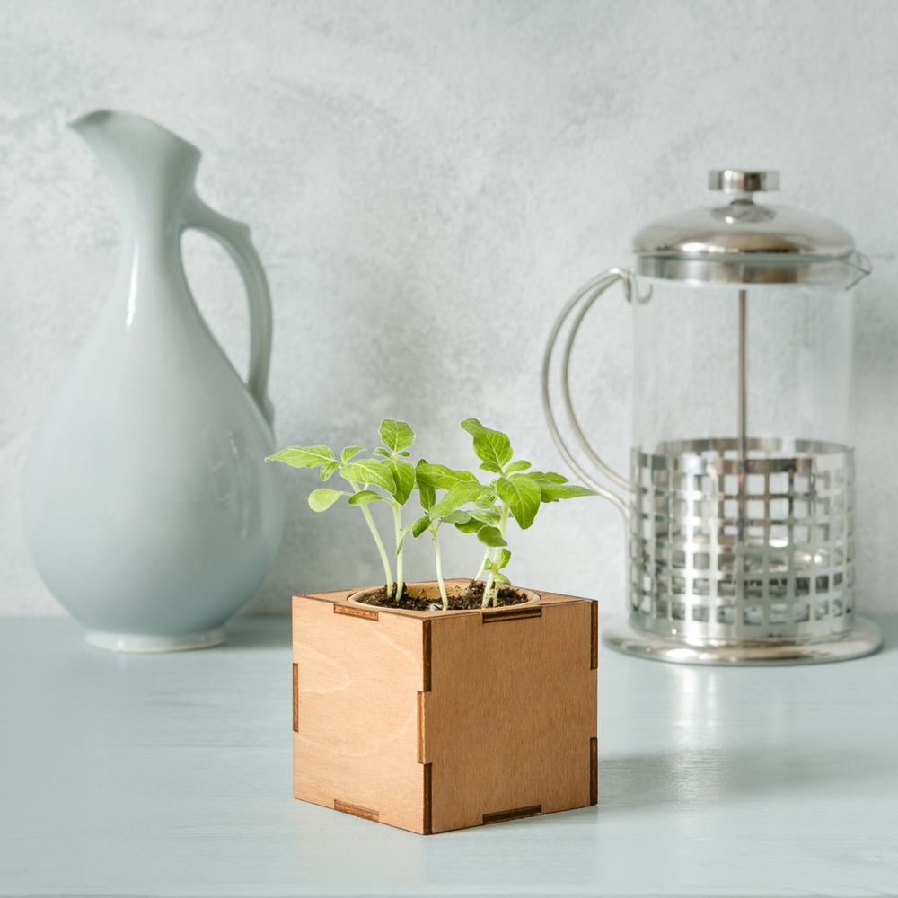 Набор для выращивания «Экокуб Lite», ель голубая-2