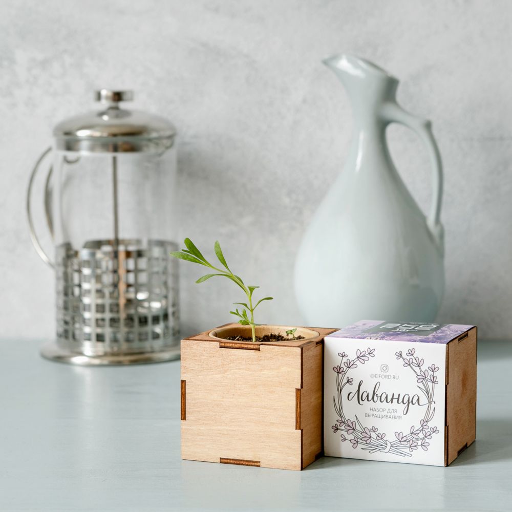 Набор для выращивания «Экокуб Lite», лаванда-1