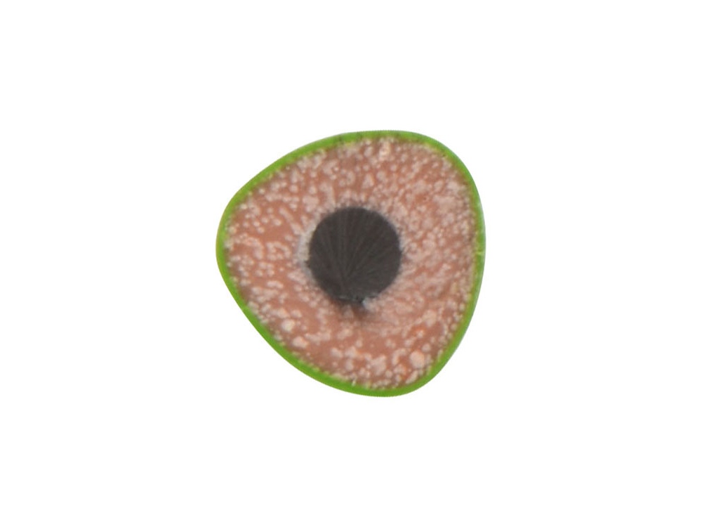 Трехгранный карандаш Conti из переработанных контейнеров, зеленый-1