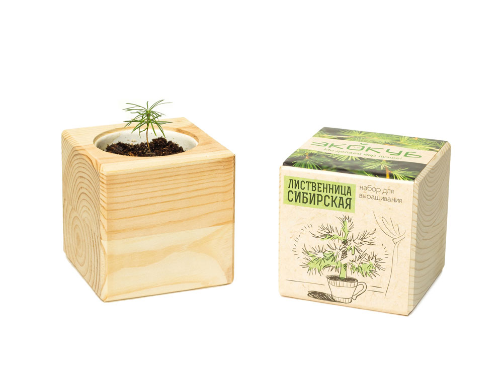 Набор для выращивания Экокуб Classic Лиственница Сибирская-4