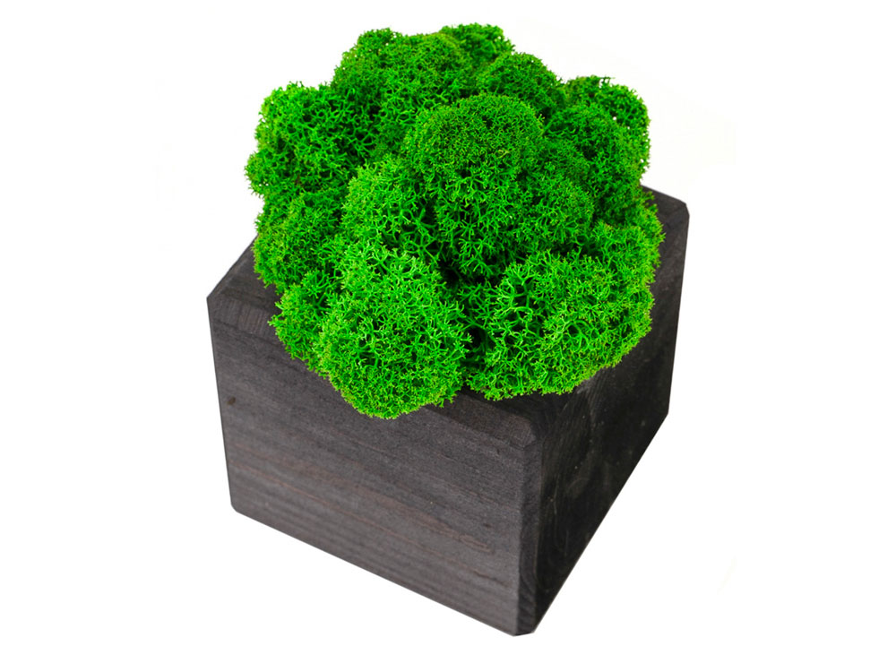 Композиция Мох в интерьере эбен, зеленый-2