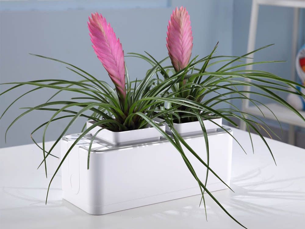 Компактный смарт-сад iGarden-5