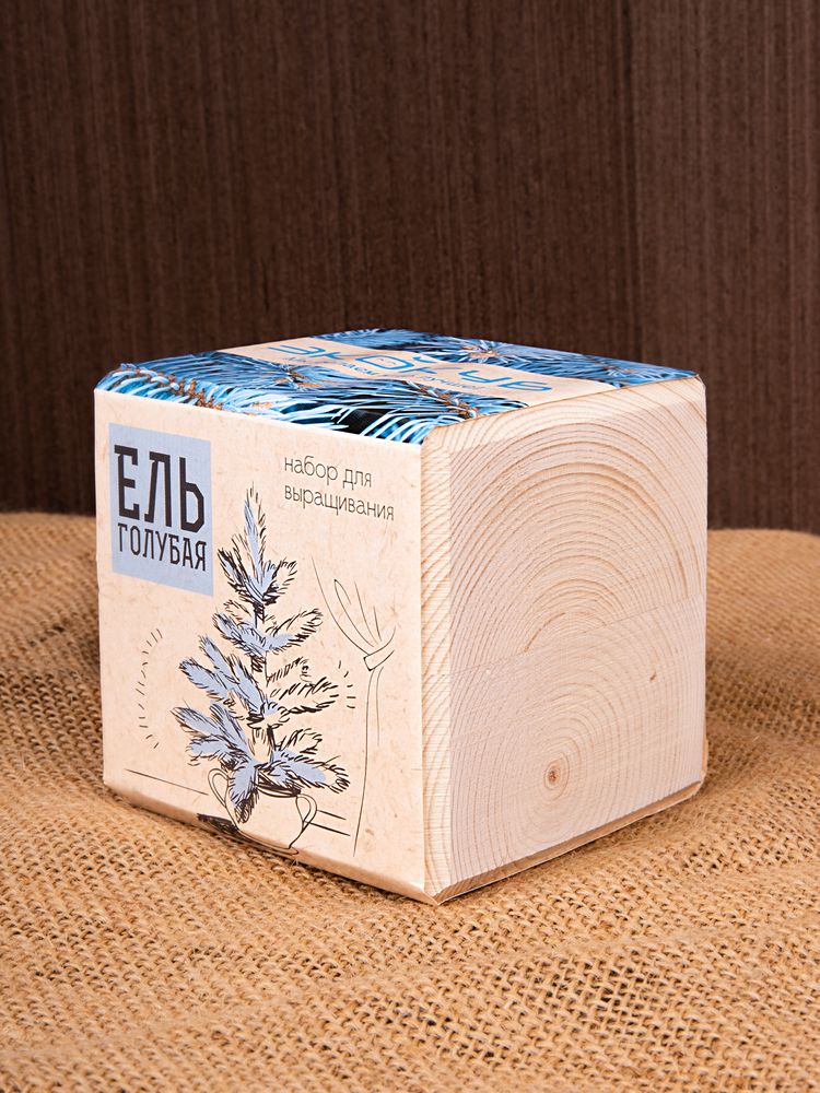 Набор для выращивания «Экокуб», ель голубая-4