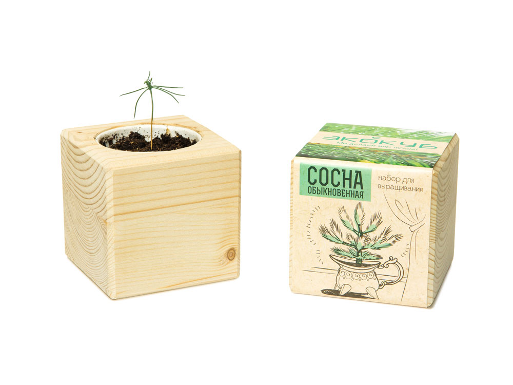 Набор для выращивания Экокуб Classic Сосна обыкновенная-3