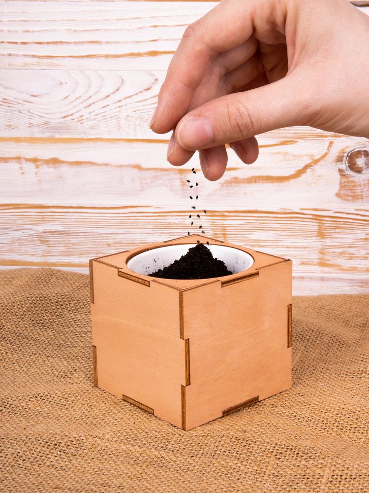 Набор для выращивания «Экокуб Lite», лаванда-4