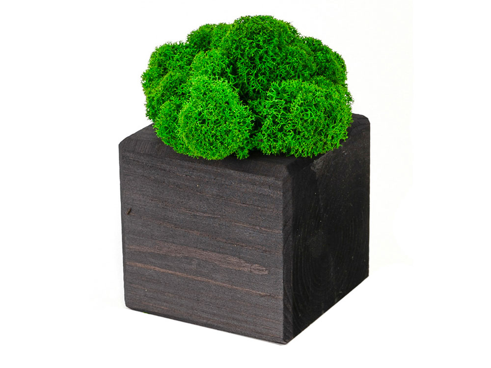 Композиция Мох в интерьере эбен, зеленый-0