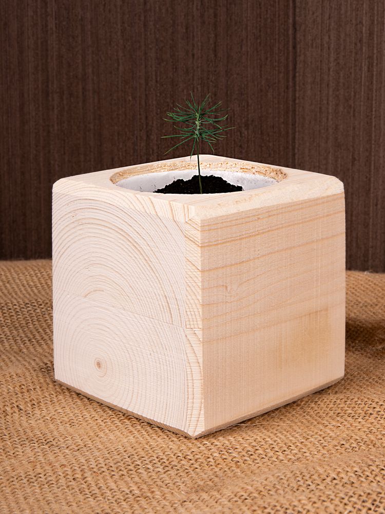 Набор для выращивания «Экокуб», ель голубая-3