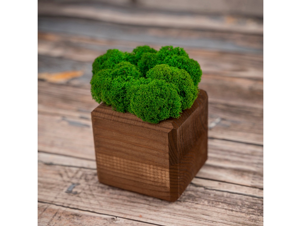 Композиция Мох в интерьере мокко, зеленый-2