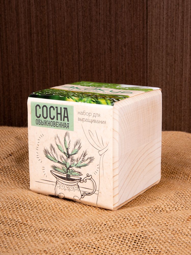 Набор для выращивания «Экокуб», сосна-2
