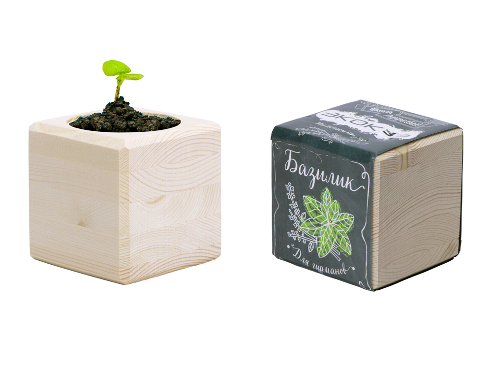 Набор для выращивания Экокуб Classic Базилик-4