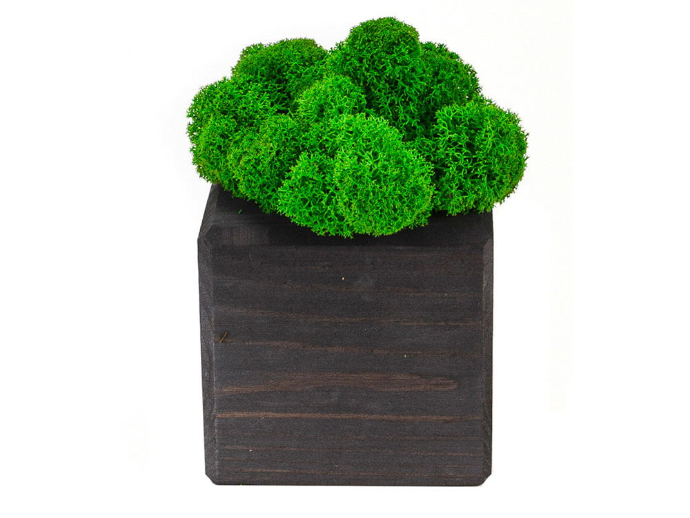 Композиция Мох в интерьере эбен, зеленый-1