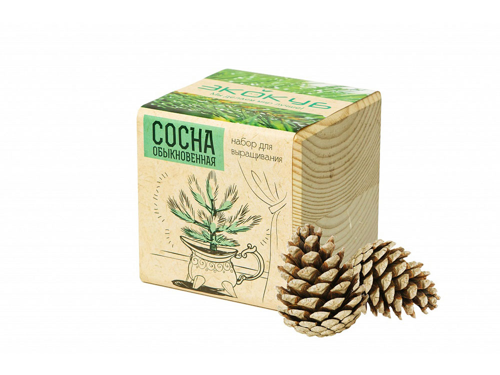 Набор для выращивания Экокуб Classic Сосна обыкновенная-0