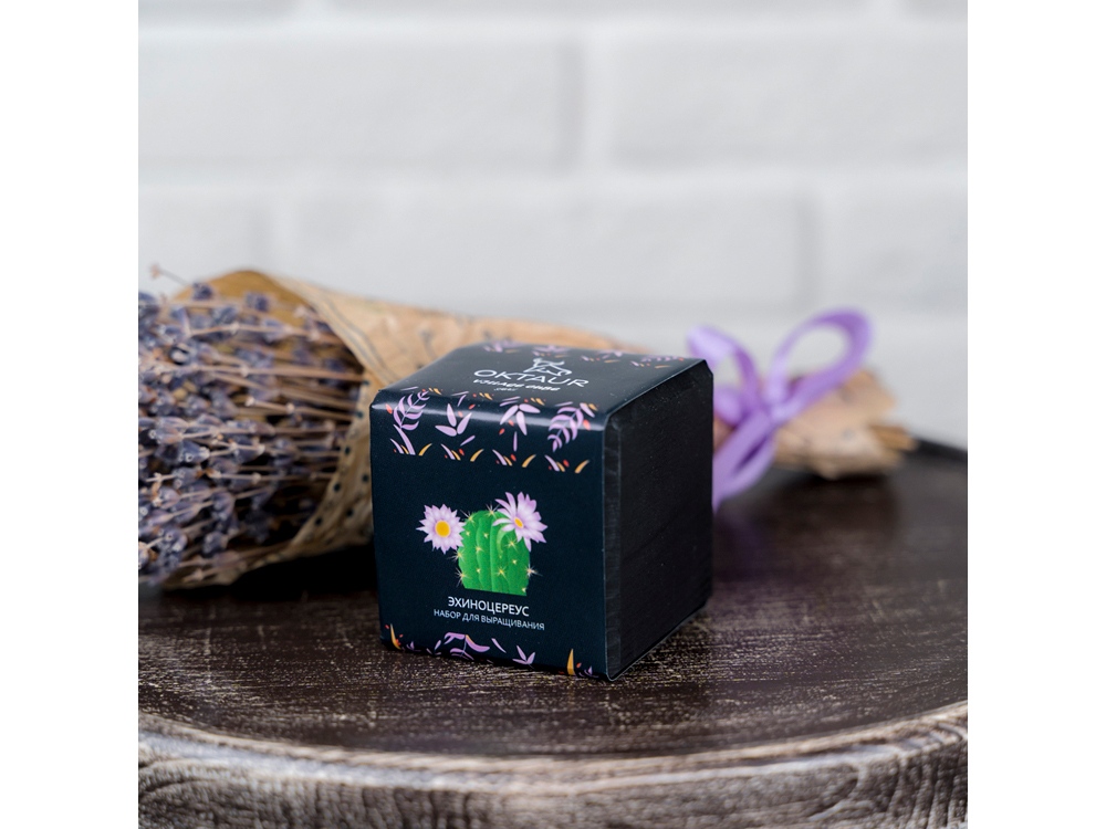 Набор для выращивания Small village cube Эхиноцереус-2