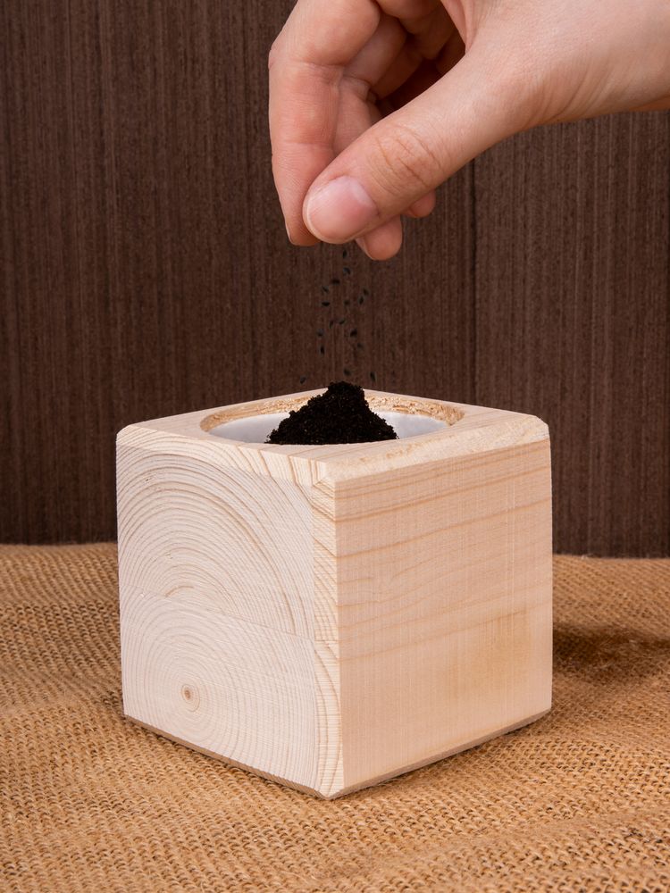 Набор для выращивания «Экокуб», сосна-3