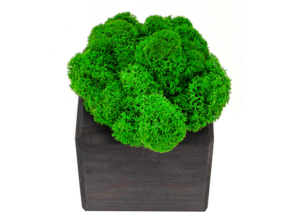 Композиция Мох в интерьере эбен, зеленый-3