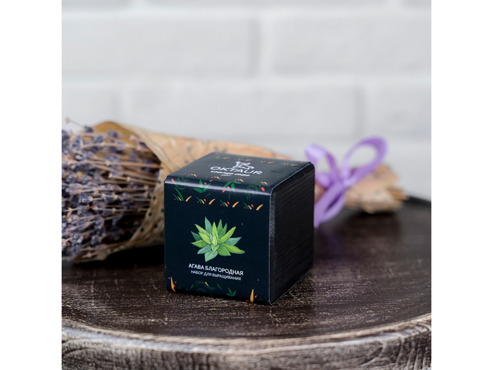 Набор для выращивания Small village cube Агава Благородная-2