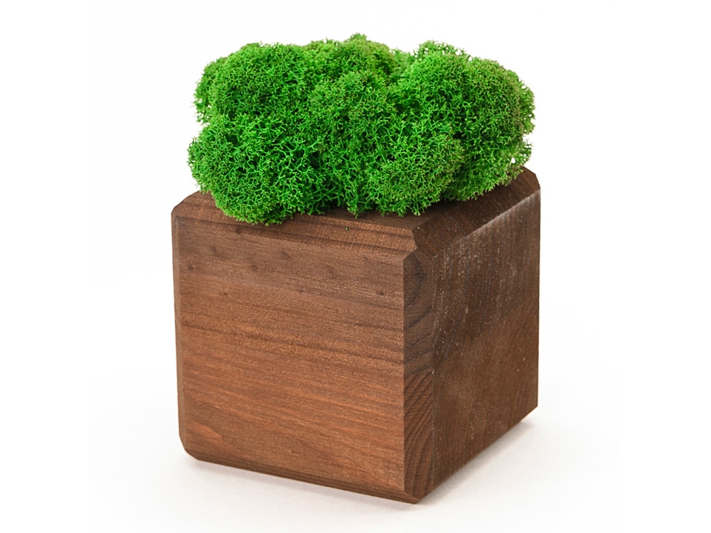 Композиция Мох в интерьере мокко, зеленый-1