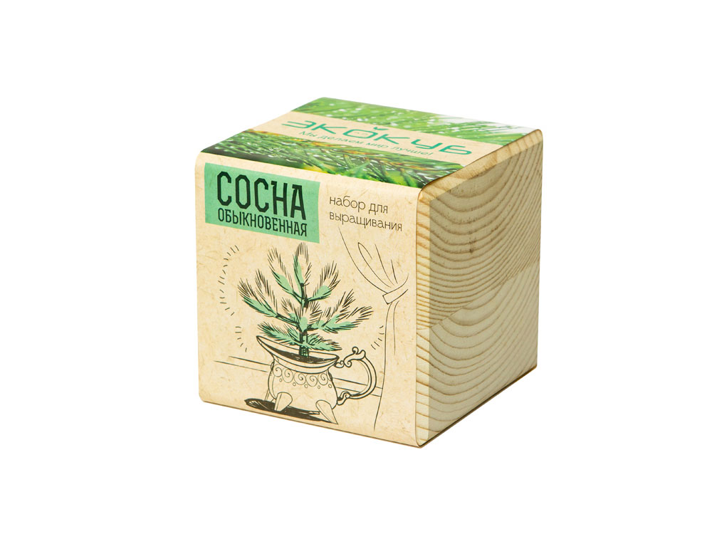 Набор для выращивания Экокуб Classic Сосна обыкновенная-1