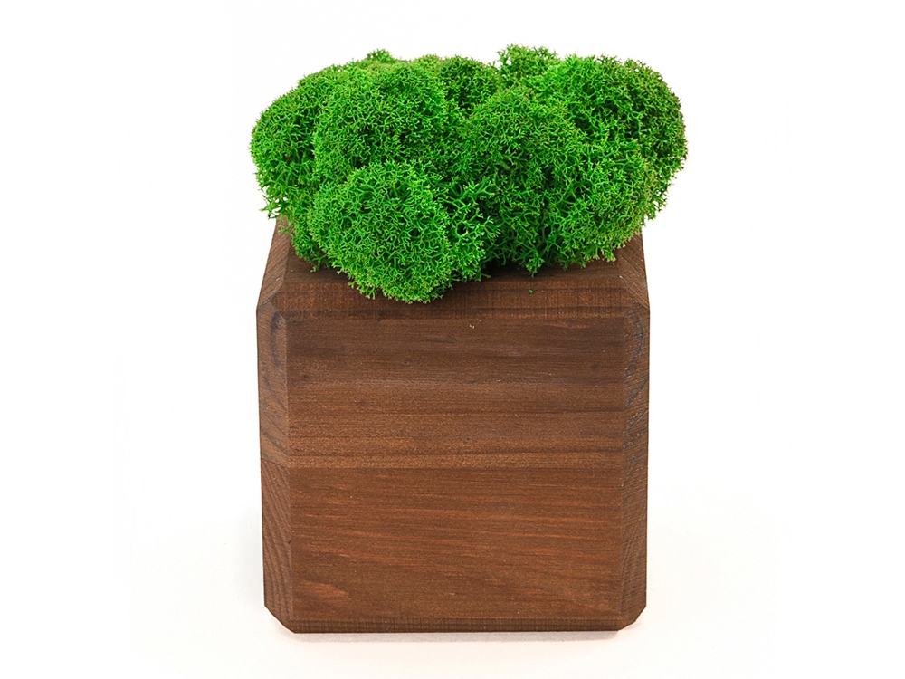 Композиция Мох в интерьере мокко, зеленый-0