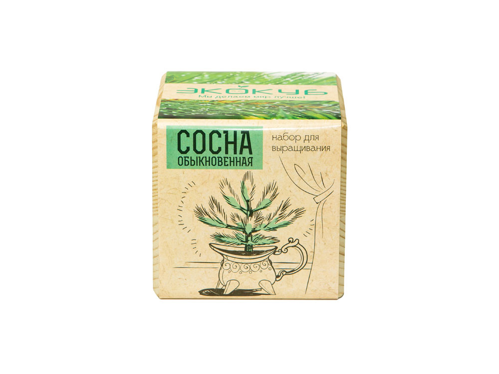 Набор для выращивания Экокуб Classic Сосна обыкновенная-2