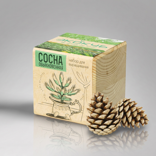 Набор для выращивания Экокуб Classic Сосна обыкновенная
