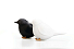 Набор для специй Sparrow Salt & Pepper, Черно-Белый